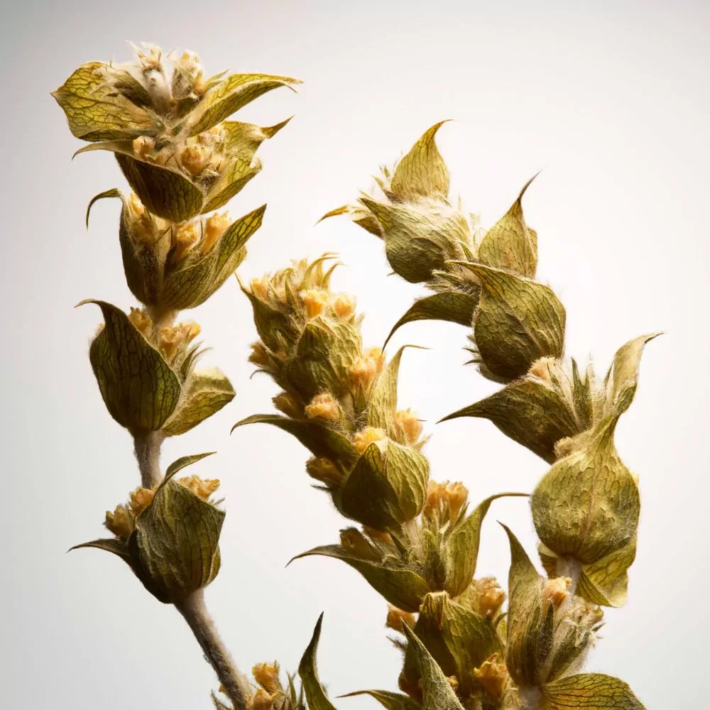 fragrance image