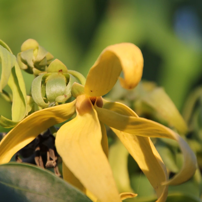 fragrance image