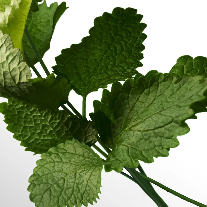 fragrance image