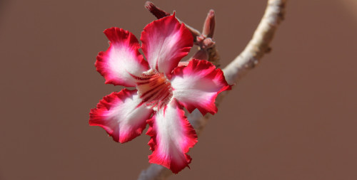 fragrance image