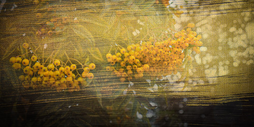 fragrance image