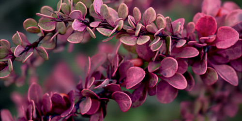 fragrance image